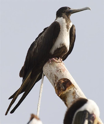 Magnificent Frigate bird