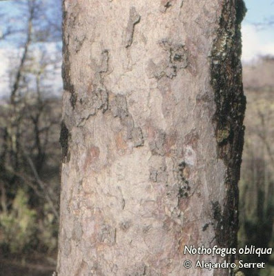bosques patagonicos