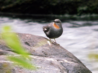 Mirlo de agua Cinclus schulzi