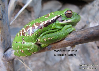 argentinian endangered frogs