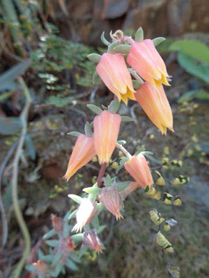 Echeveria saltensis