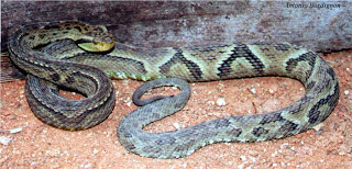 Yararaca Bothrops jararaca