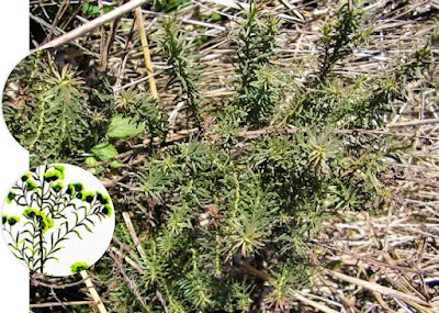 Mío mío (Baccharis coridifolia)