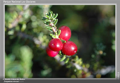 Murtilla (Empetrum rubrum)