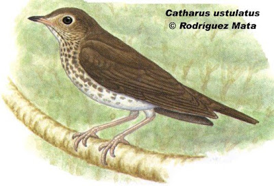 Swainson´s Thrush