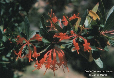 arboles nativos Notro andino Embothrium coccineum