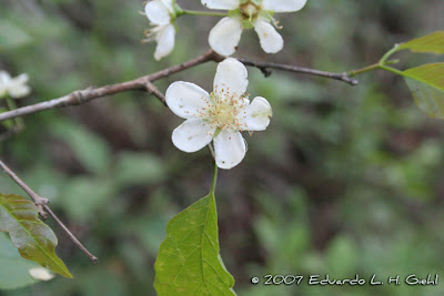 Guabiroba Campomanesia xanthocarpa