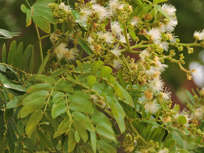 arboles de los campos y malezales