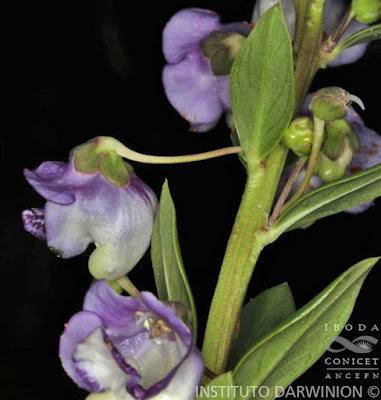 ecorregiones y sus plantas
