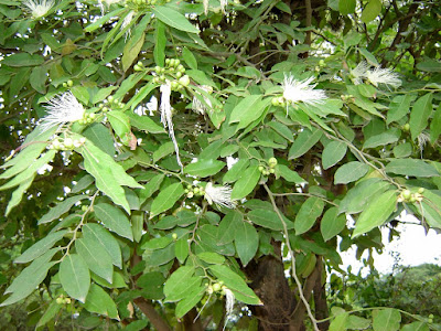 Cynophalla retusa