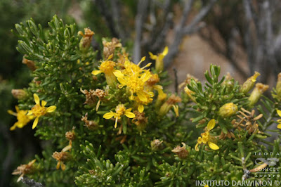Chiliotrichiopsis keidelli