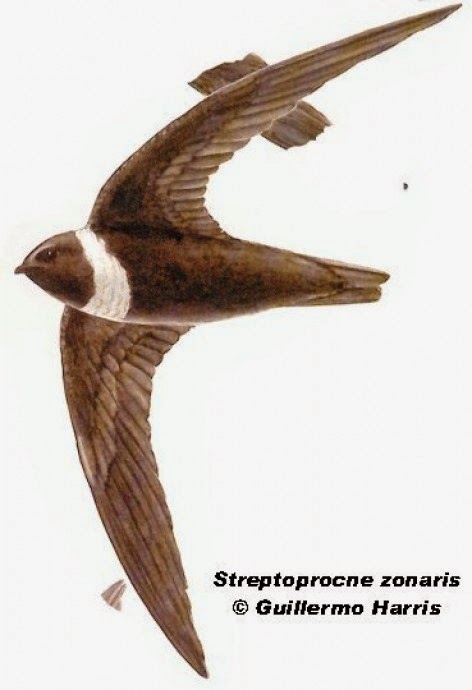 Vencejo de collar, Streptoprocne zonaris
