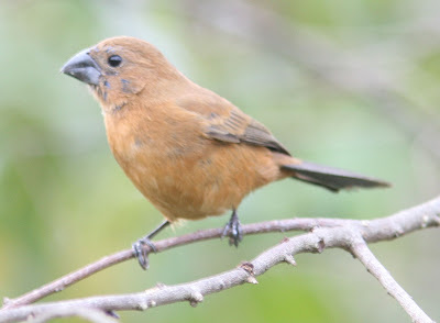 Reinamora grande Cyanocompsa brissonii
