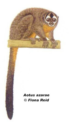 Azara´s night Monkey