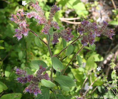 Borraja falsa (Phacelia secunda)