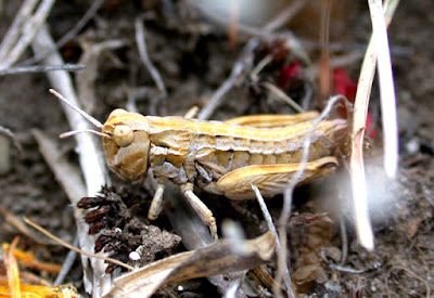 Tristira magellanica