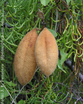 Peine de mono (Amphilophium carolinae)