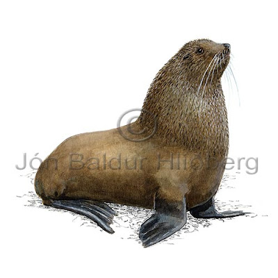 Antarctic fur seal Lobo marino antártico Arctocephalus gazella
