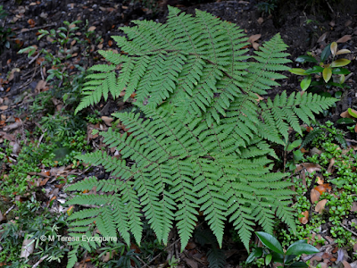Pesebre (Megalastrum spectabile)