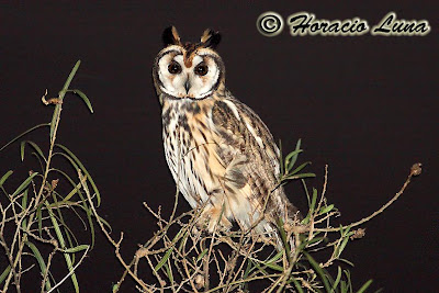 Lechuzón orejudo Pseudoscops clamator