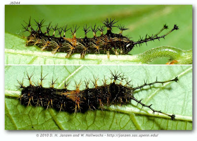 oruga de mariposa alas sangrantes
