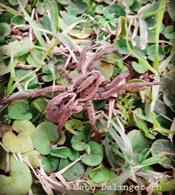 Araña lobo vientre negro (Lycosa erythrognatha)
