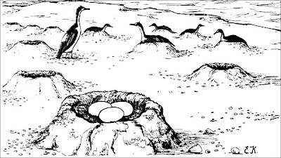 Cormorán imperial Phalacrocorax atriceps