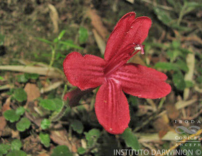 Estrellita (Asteranthera ovata)