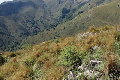 Zoniopoda serrana