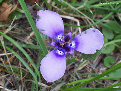 argentinian flowers