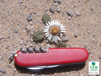flor de Urmenetea atacamensis