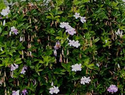 Bignonia callistegioides