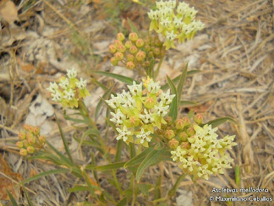 Yerba de la víbora Asclepias mellodora