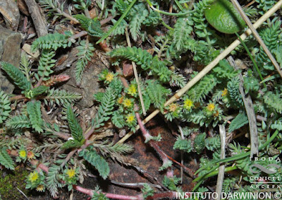 flora del chaco
