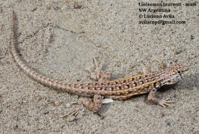 Lagartija arenera (Liolaemus laurenti)