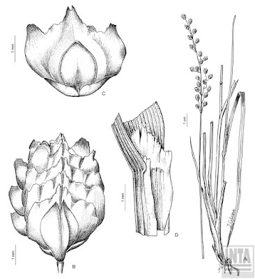 Briza (Chascolytrum subaristatum)