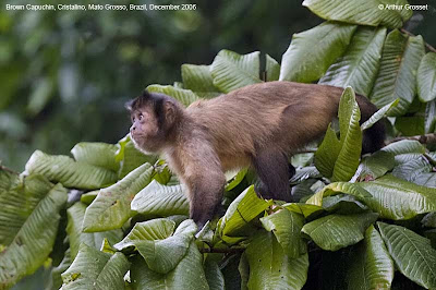 Black capped Capuchin