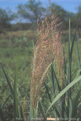 Espadaña (Zizaniopsis  bonariensis)