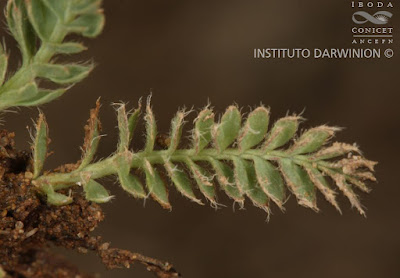 Sillu-sillu (Lachemilla pinnata)