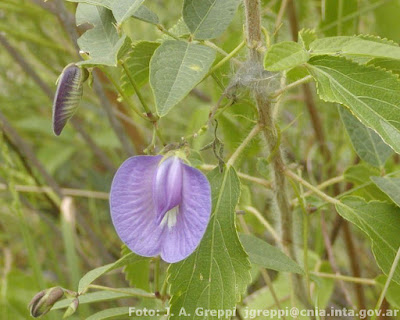 Arvejilla (Clitoria cordobensis)