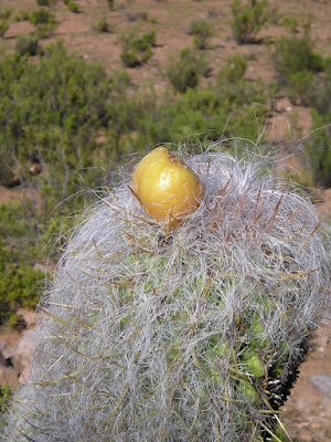 Cardón blanco (Oreocereus celsianus)