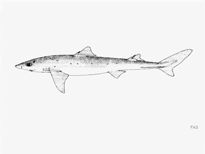 Tiburón espinoso Squalus acanthias