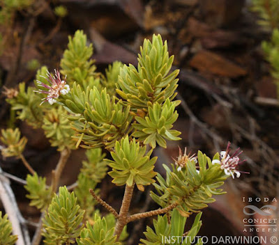 Chajilla (Plazia daphnoides)