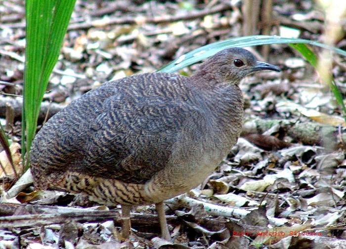 endangered tinamou birds