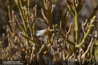 Aphyllocladus sanmartinianus