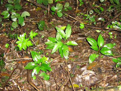 Cyclopogon elatus