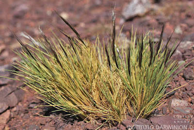 flora de los andes