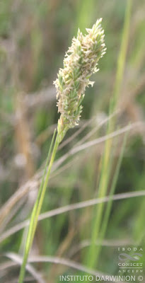 flora nativa pelo de chancho