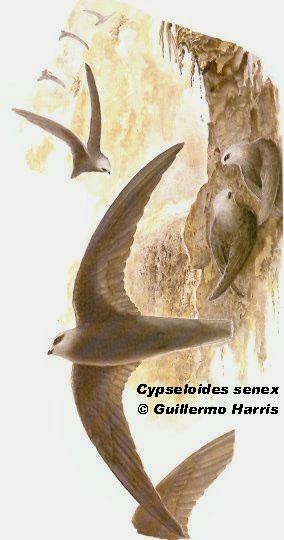 argentinian swift birds