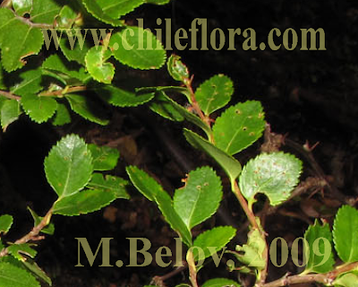 Coihue de Magallanes Nothofagus betuloides